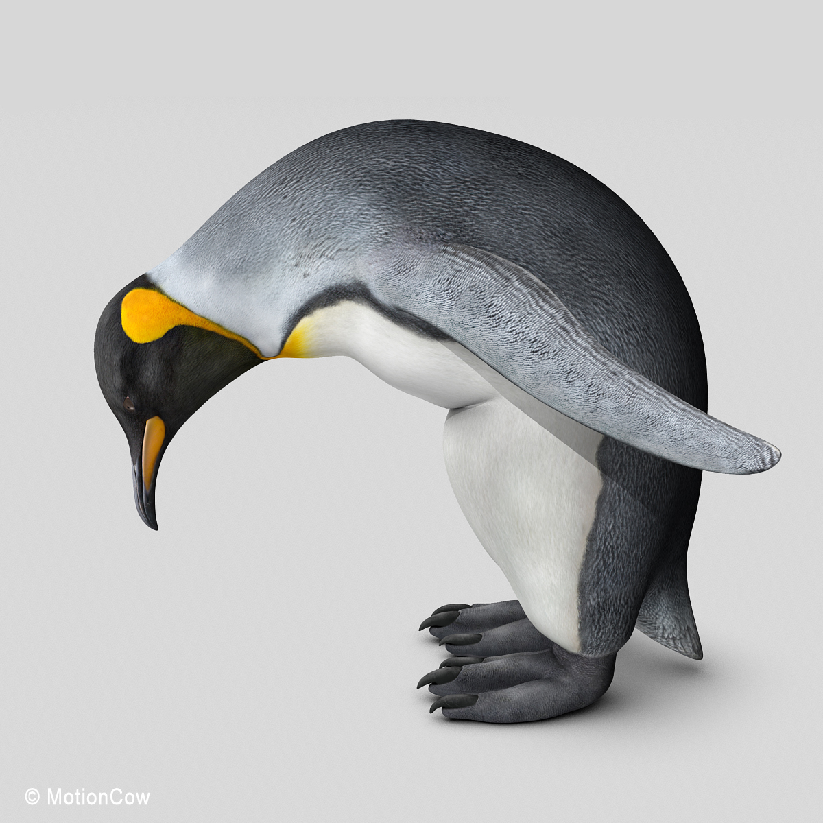 penguin ( king )