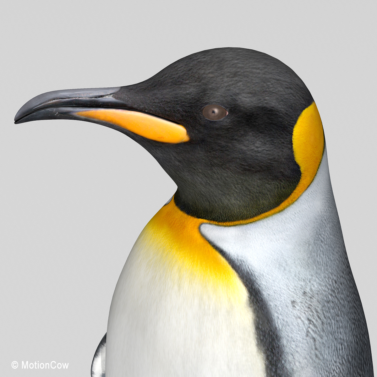 penguin ( king )