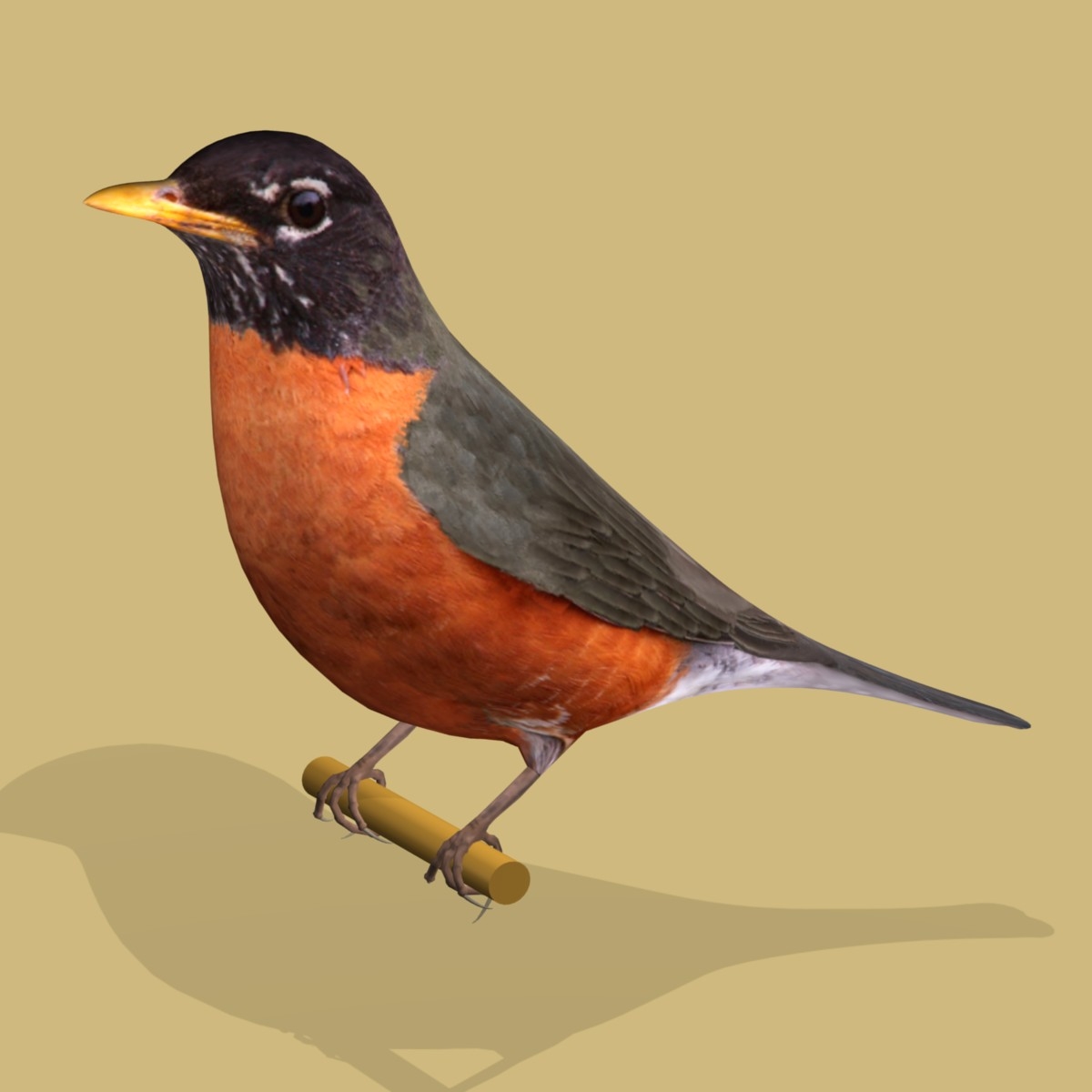 americanrobin,robintherobot ab american robin sa3d模型