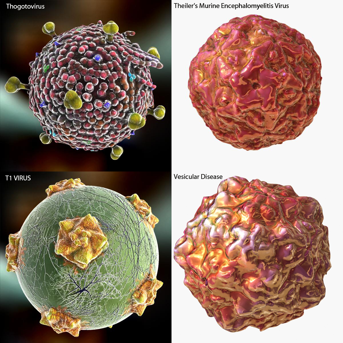 3d virus hiv human model