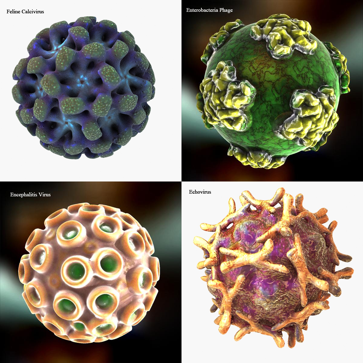 3d virus hiv human model