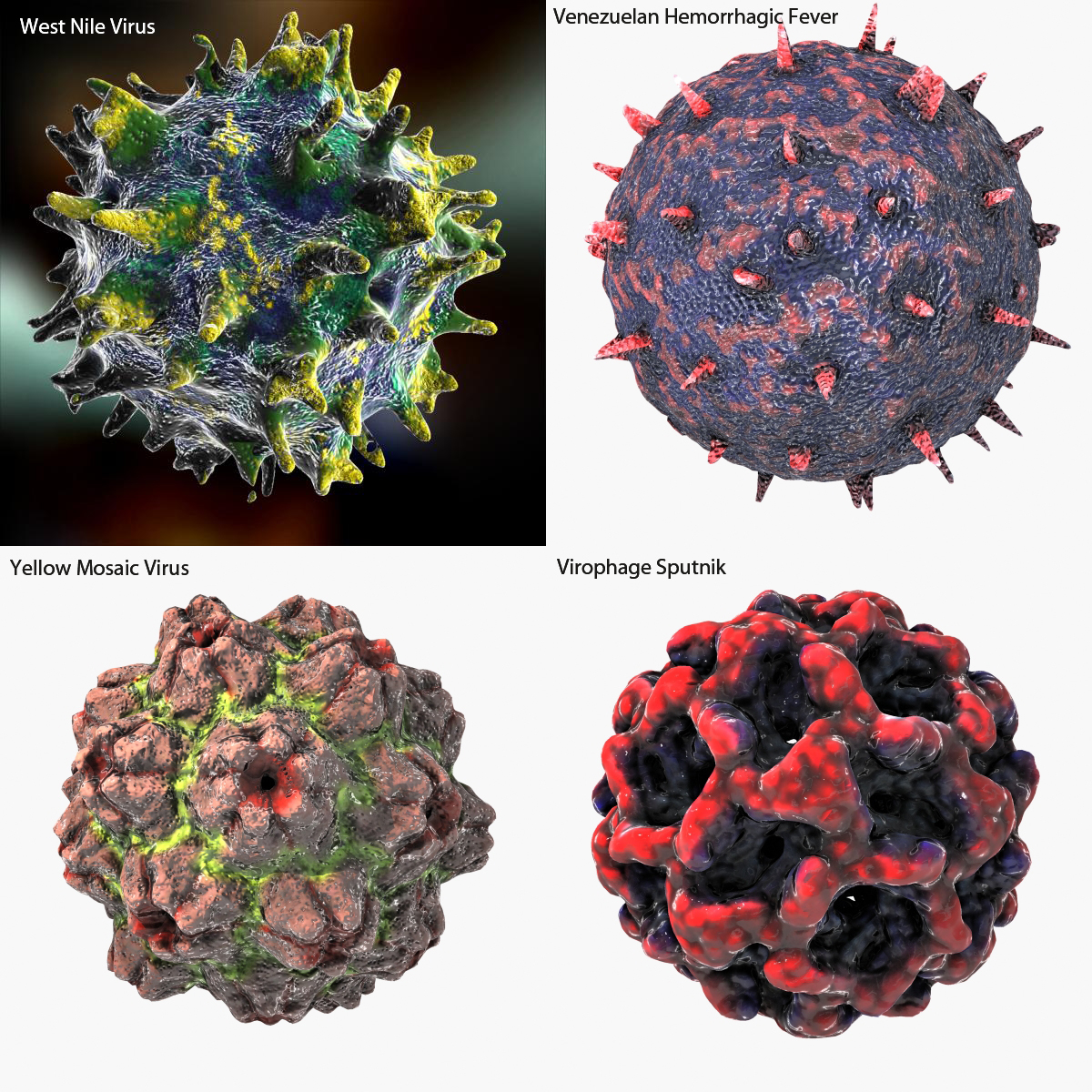 3d virus hiv human model