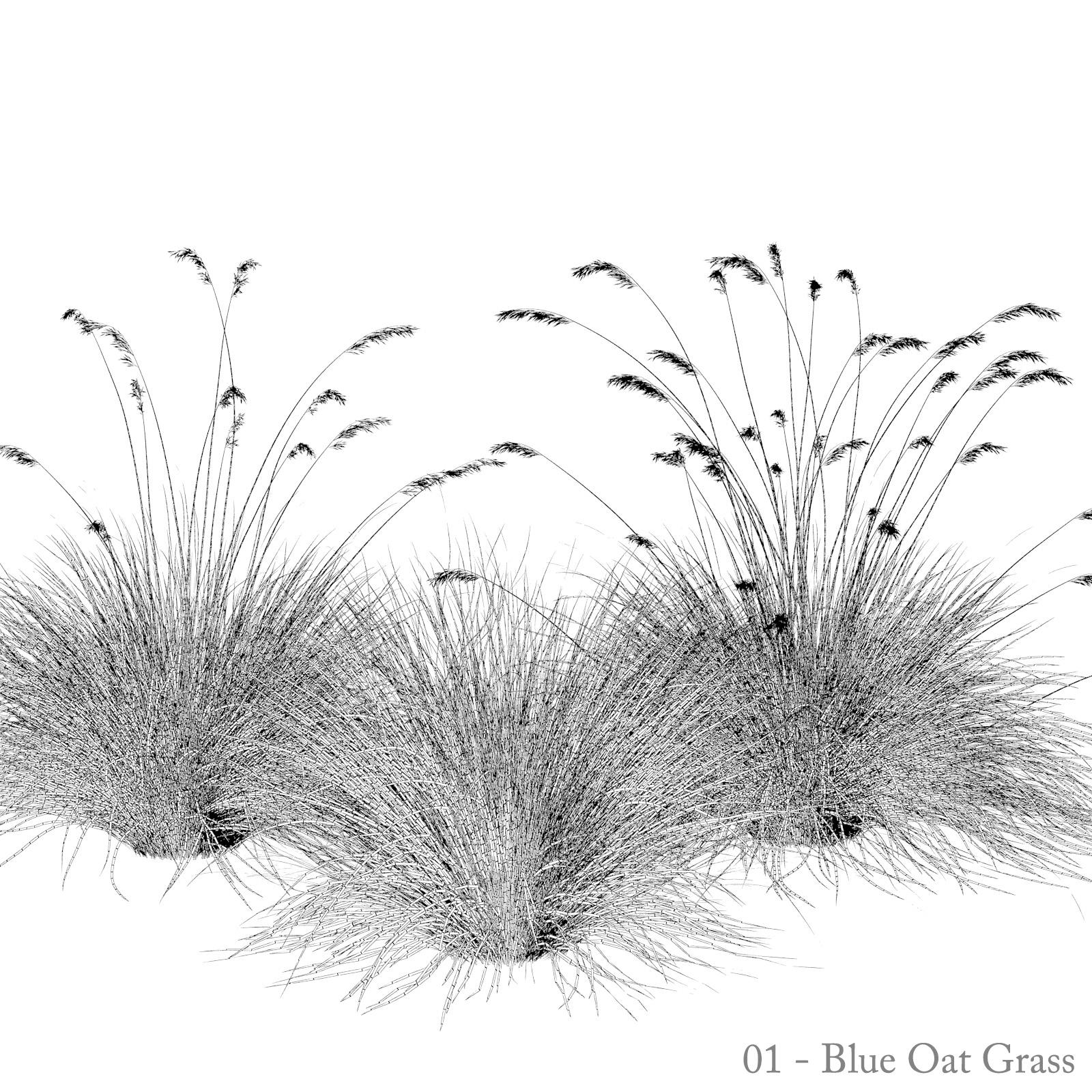 blue oatgrass - helictotrichon sempervirens