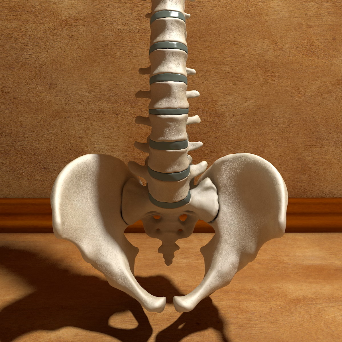 骨盆和os sacrum的终极人体脊柱3d模型