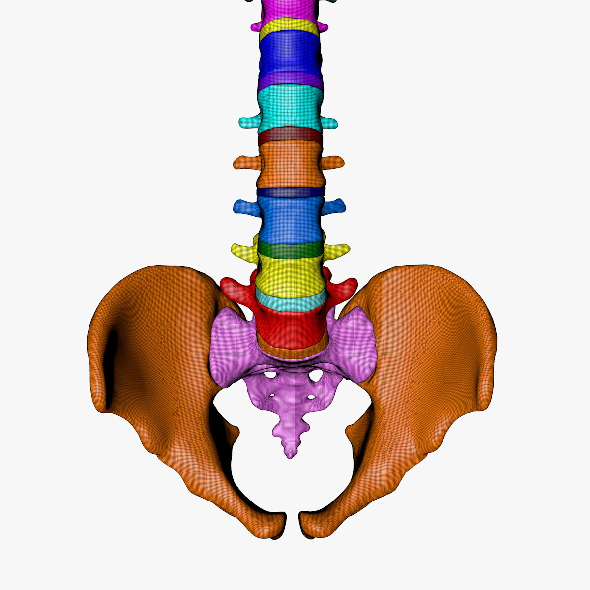 骨盆和os sacrum的终极人体脊柱3d模型