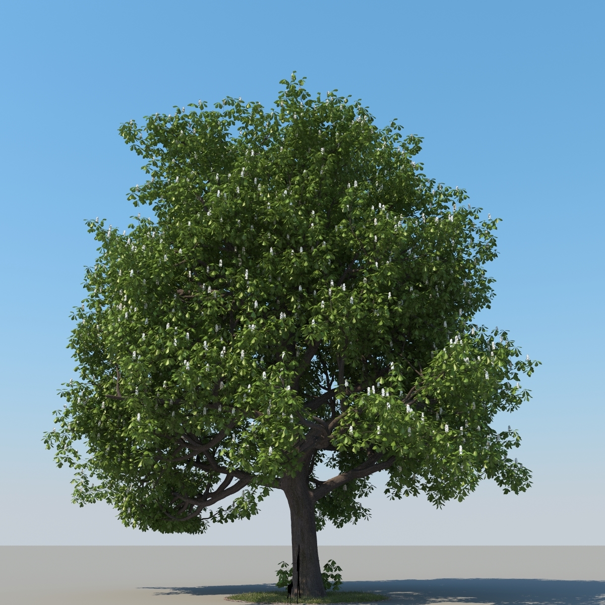 chestnut tree type 03