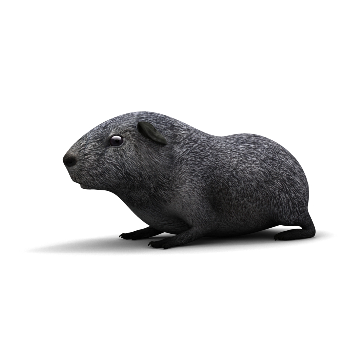 guinea pig