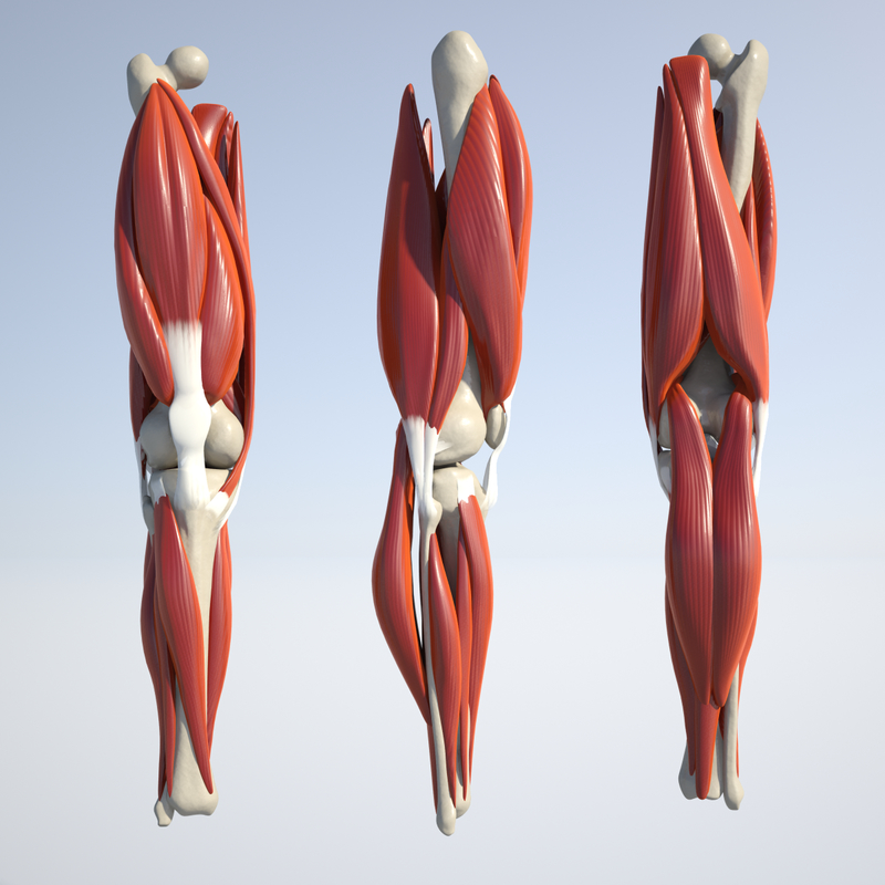 3d Anatomically Correct Knee Model