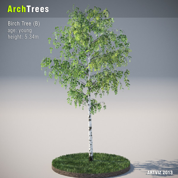 archtrees birch tree (b)