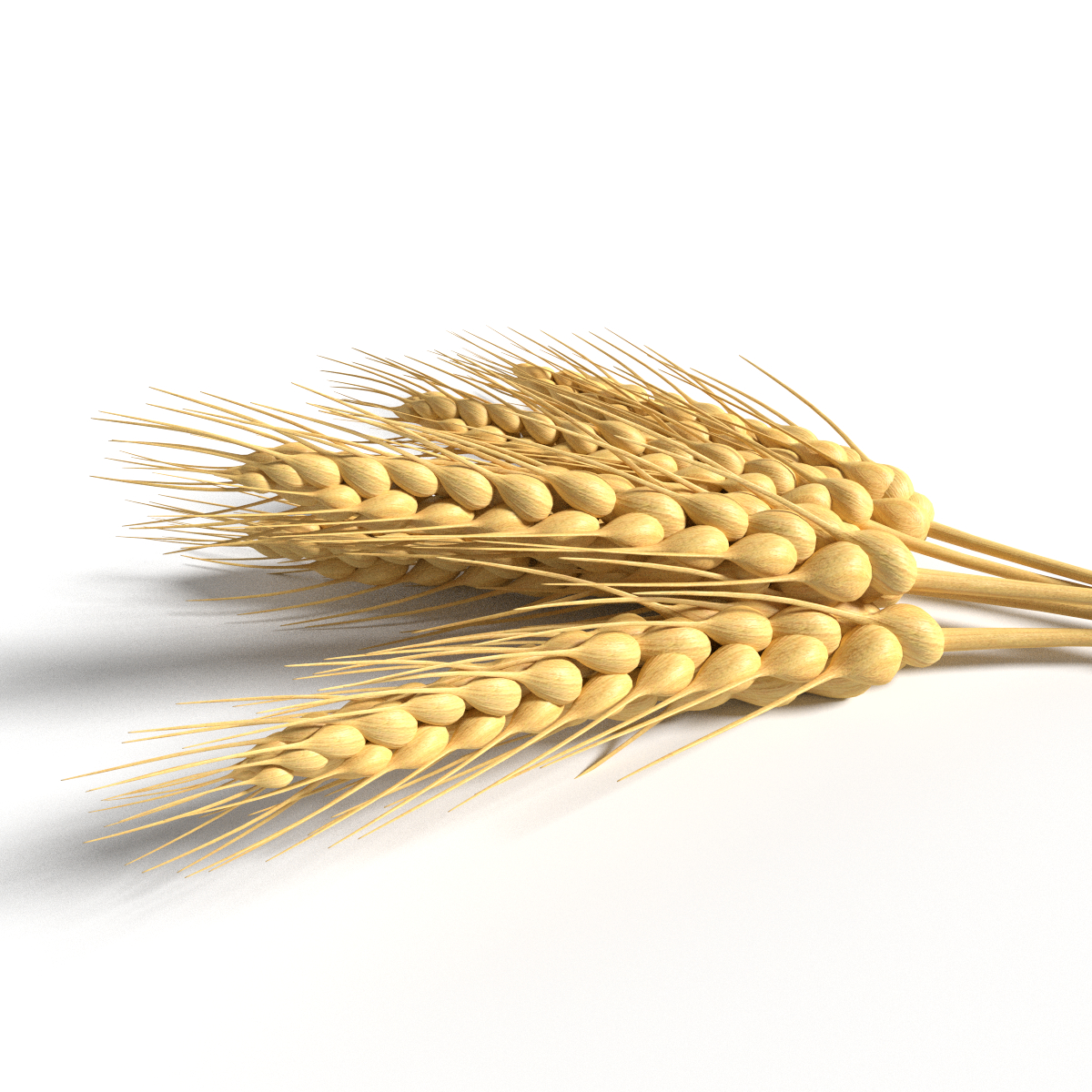 wheat 3d model