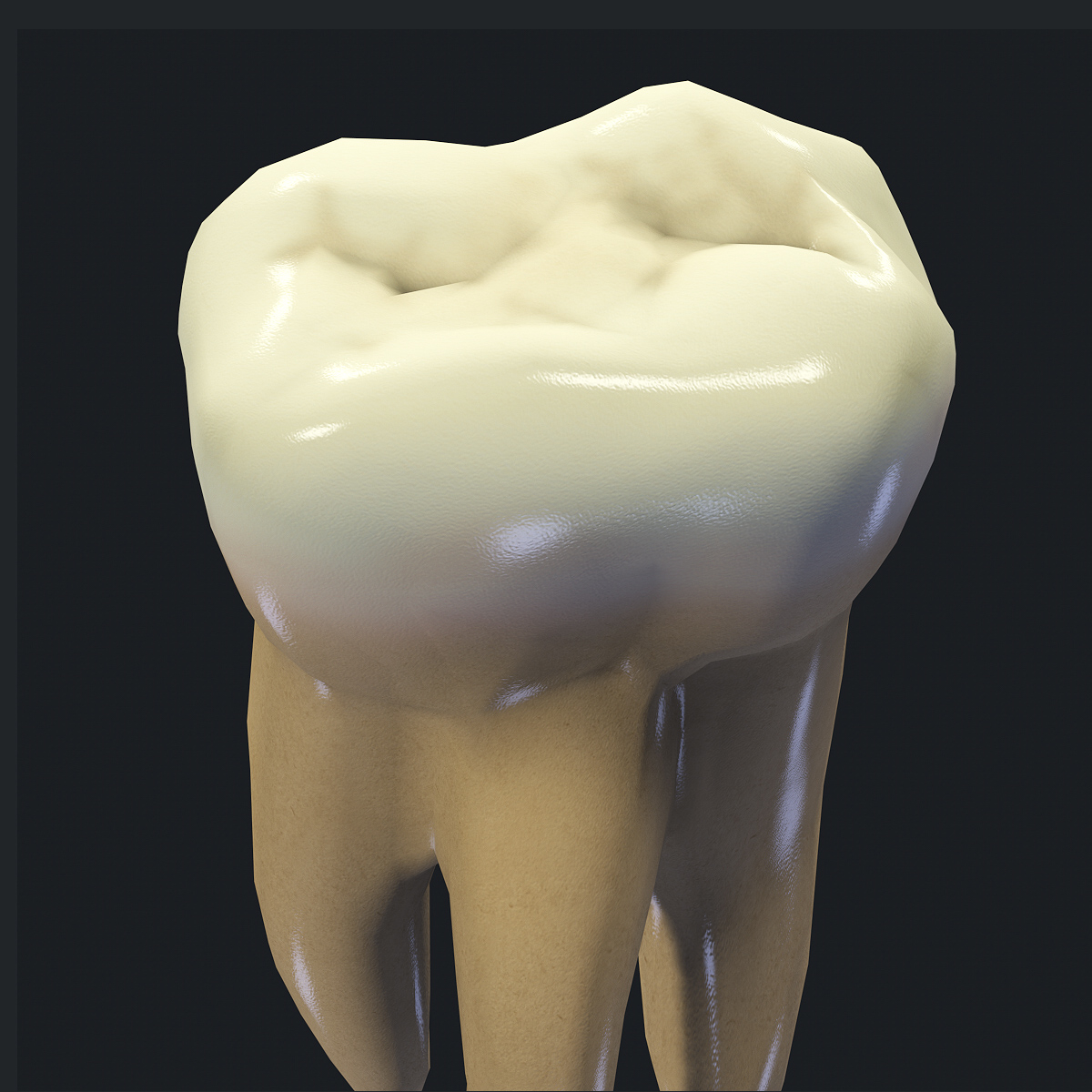 牙齿第二上臼齿3d模型
