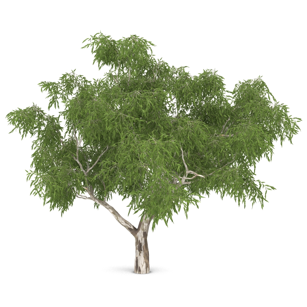 3d model eucalyptus tree