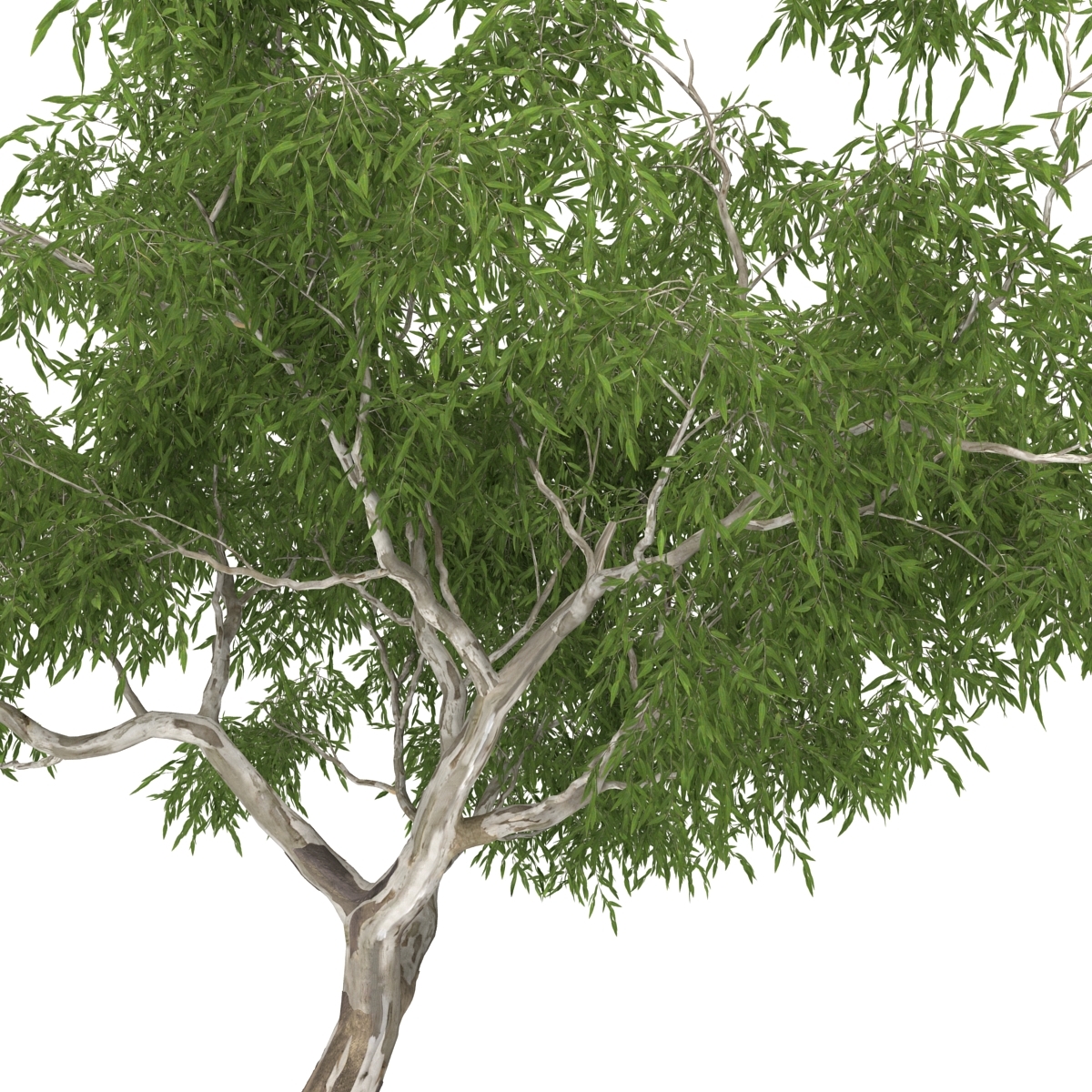 3d model eucalyptus tree