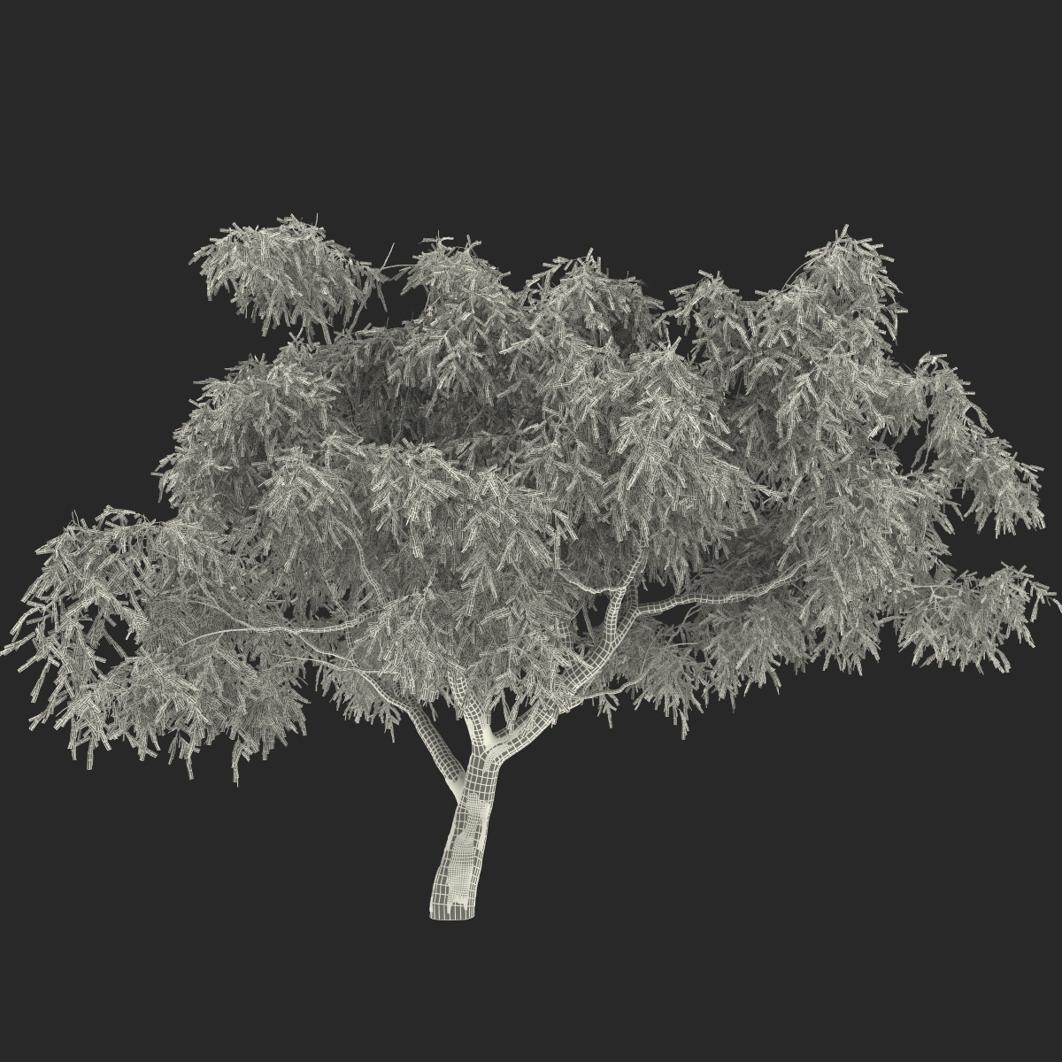 3d model eucalyptus tree