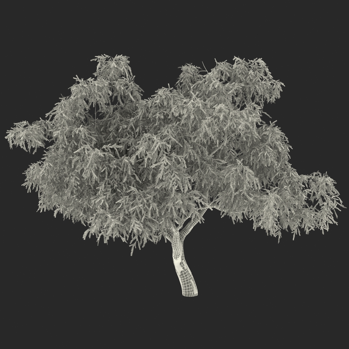 3d model eucalyptus tree