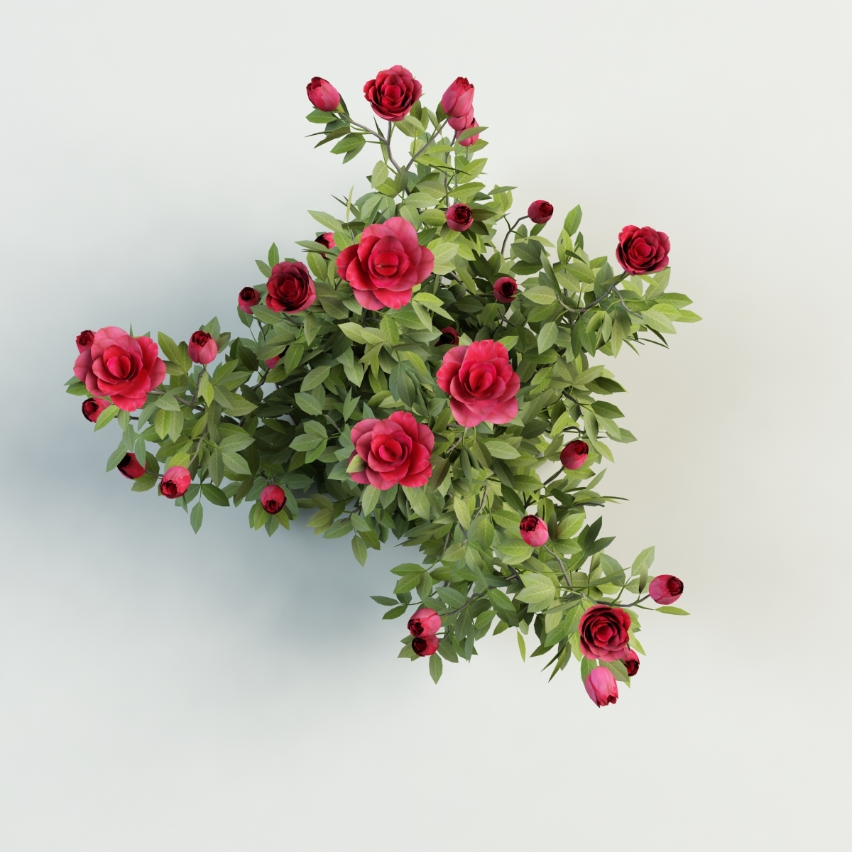 rose bush shrub