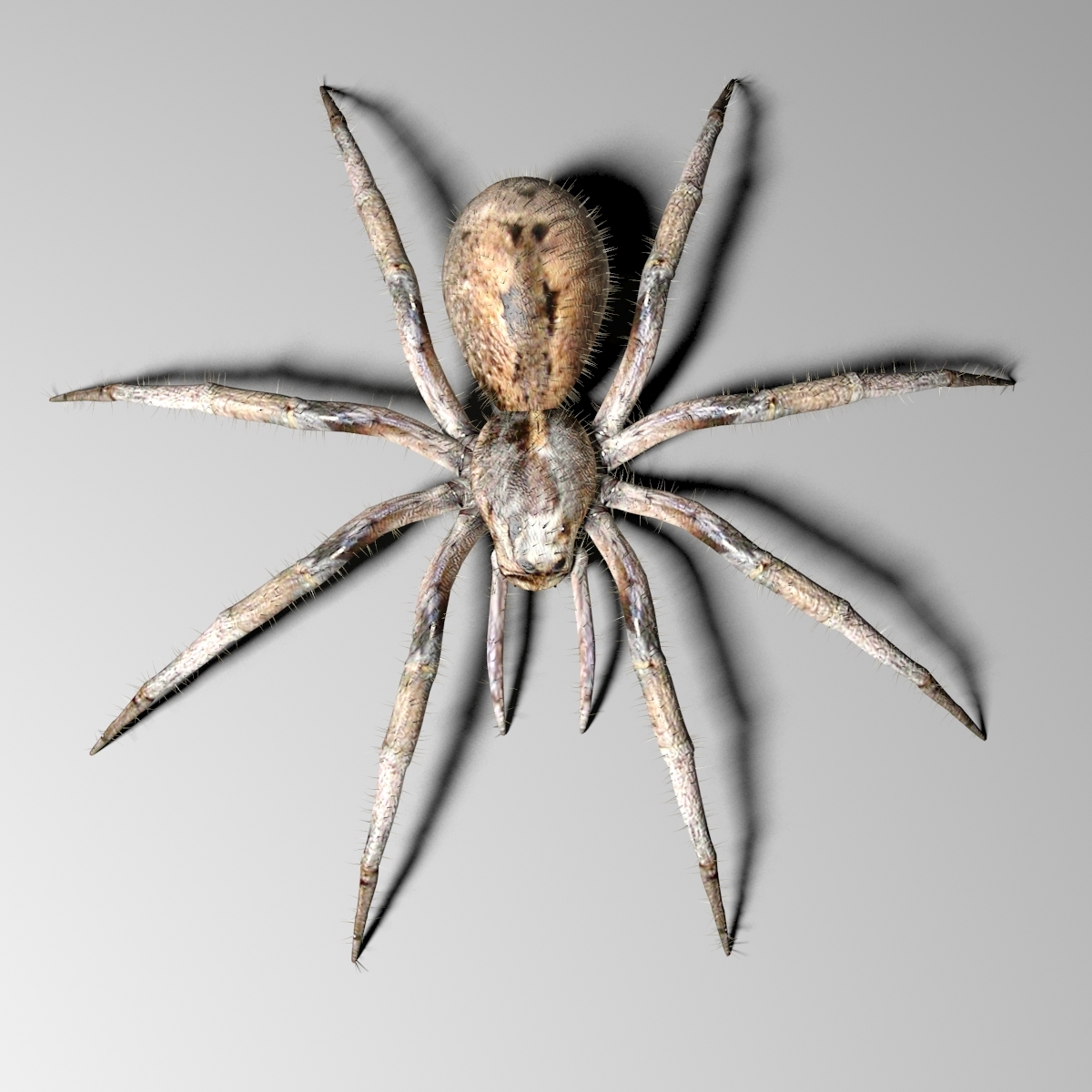 wolf spider