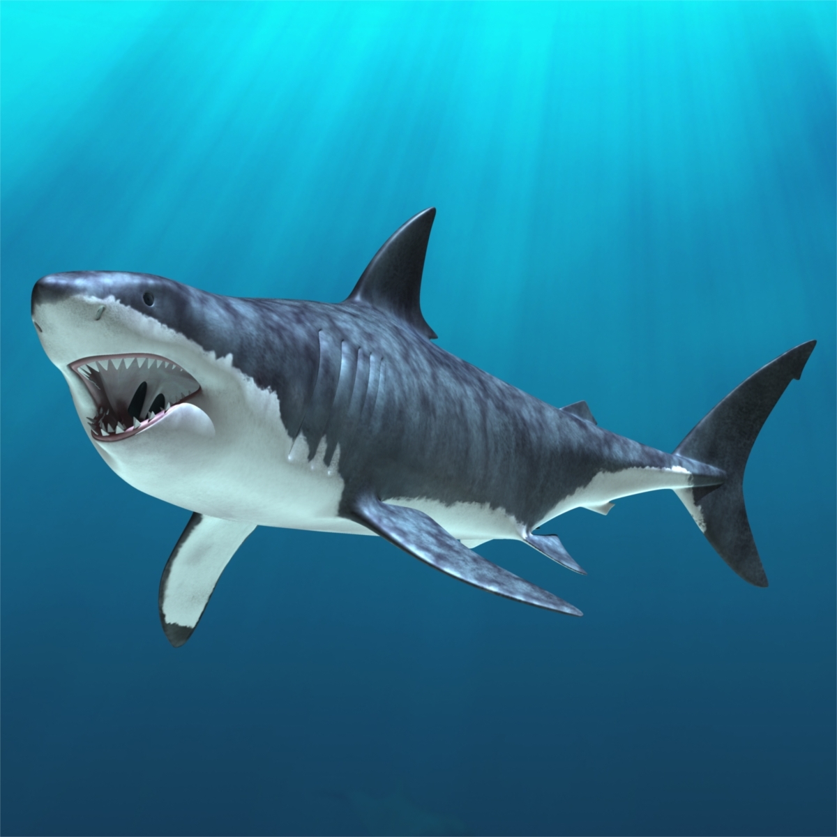 carcharodon carcharias"大白鲨"3d模型