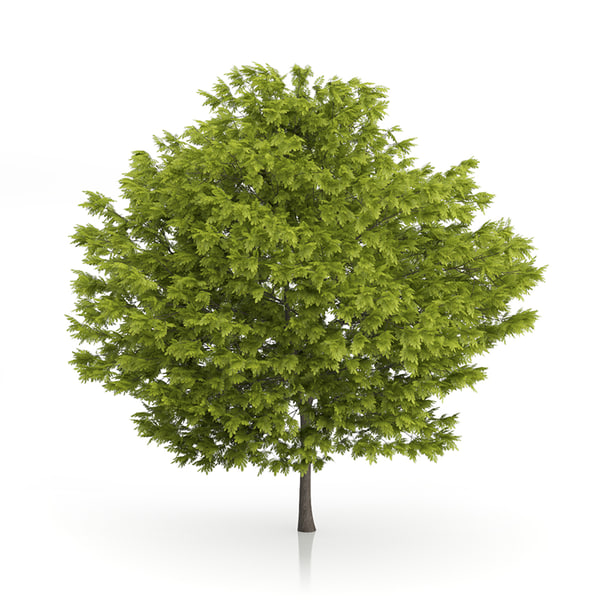 3d honey locust tree gleditsia