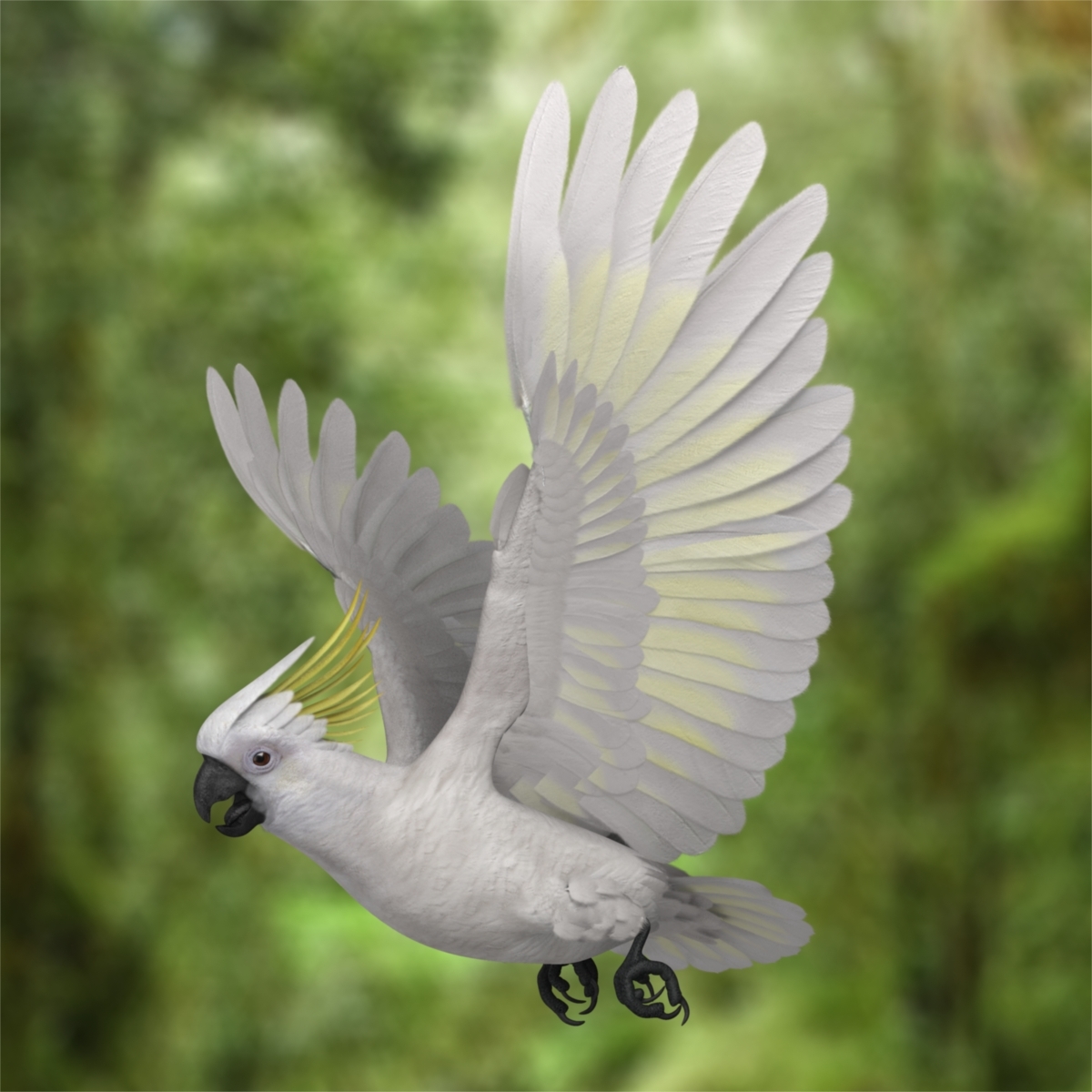 cacatua galerita"含硫凤头鹦鹉鹦鹉"3d模型