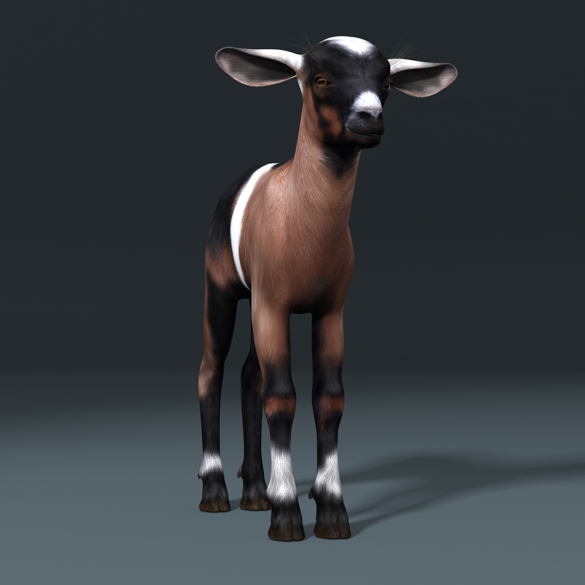 小山羊3d模型