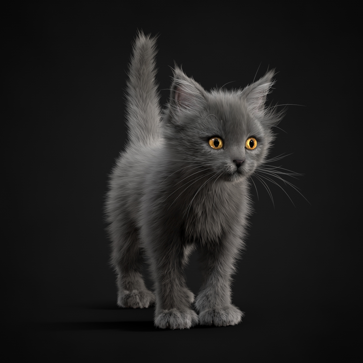 小猫灰色3d模型