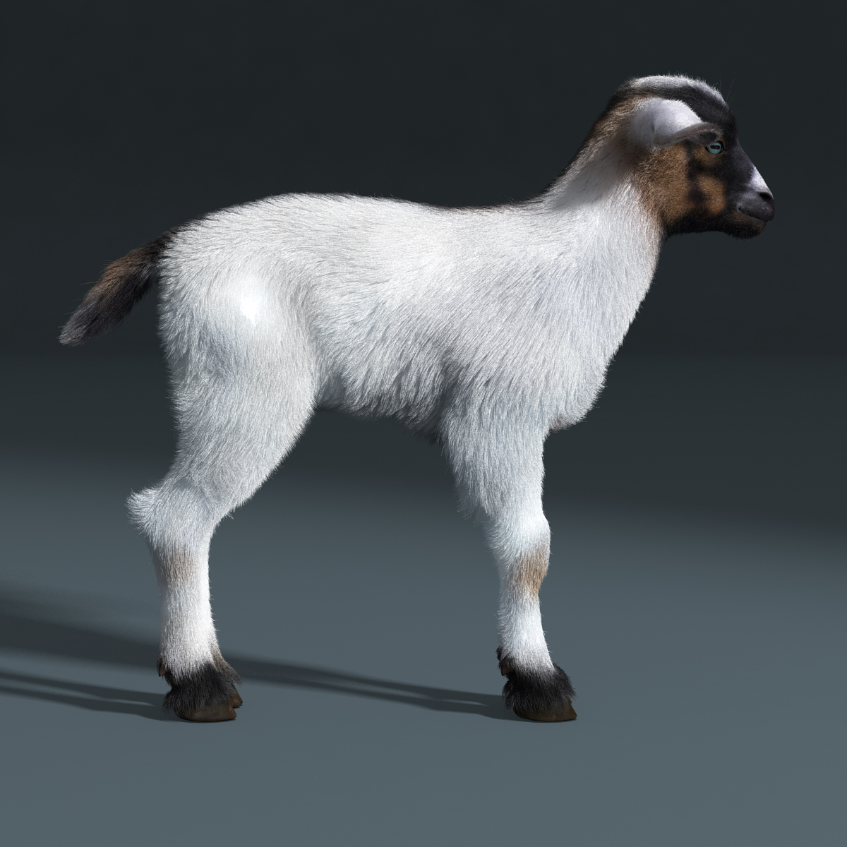 baby goat white fur obj