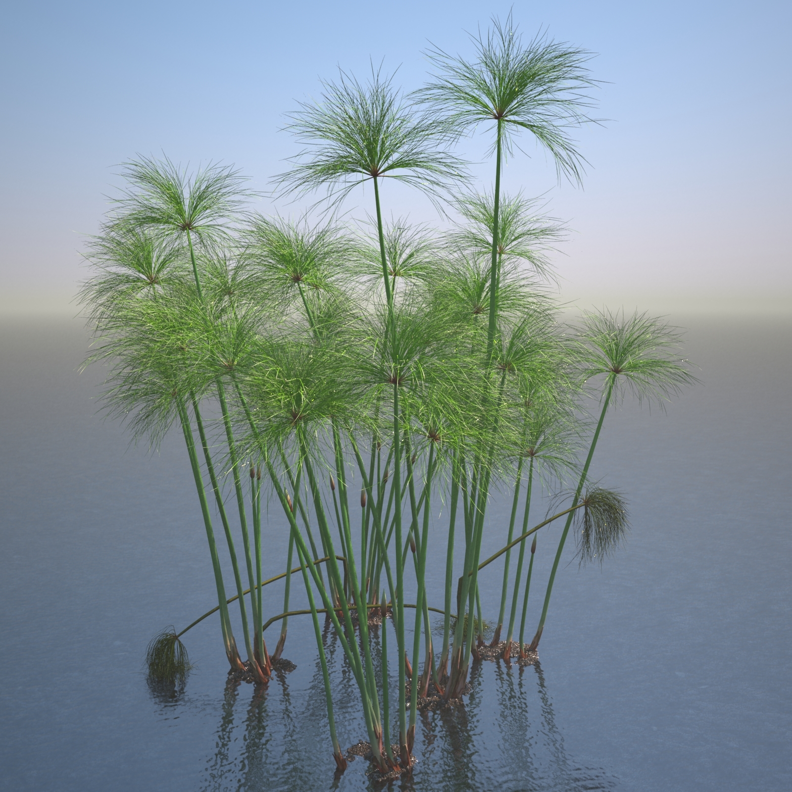 莎草纸莎草集3d模型