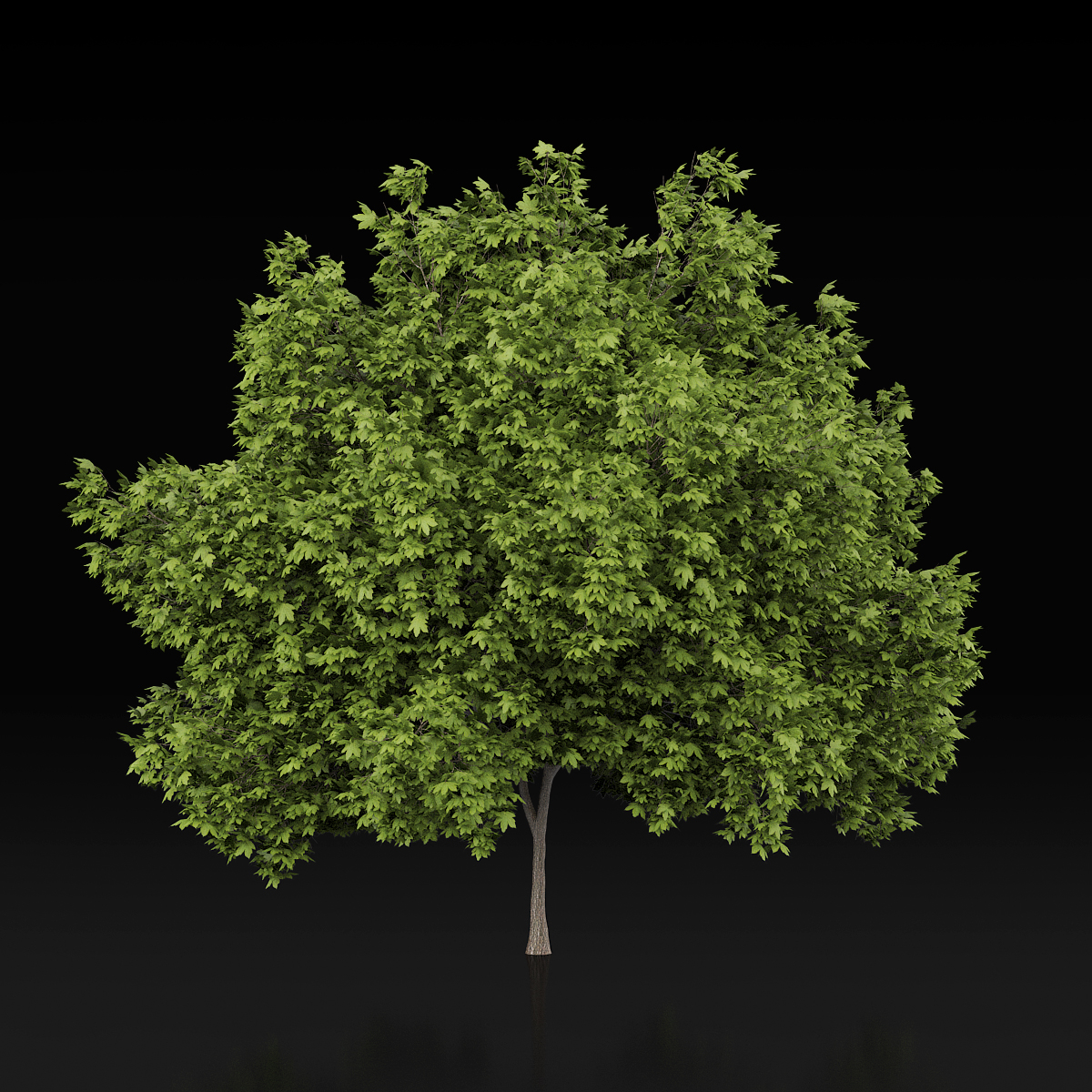 3d maple tree