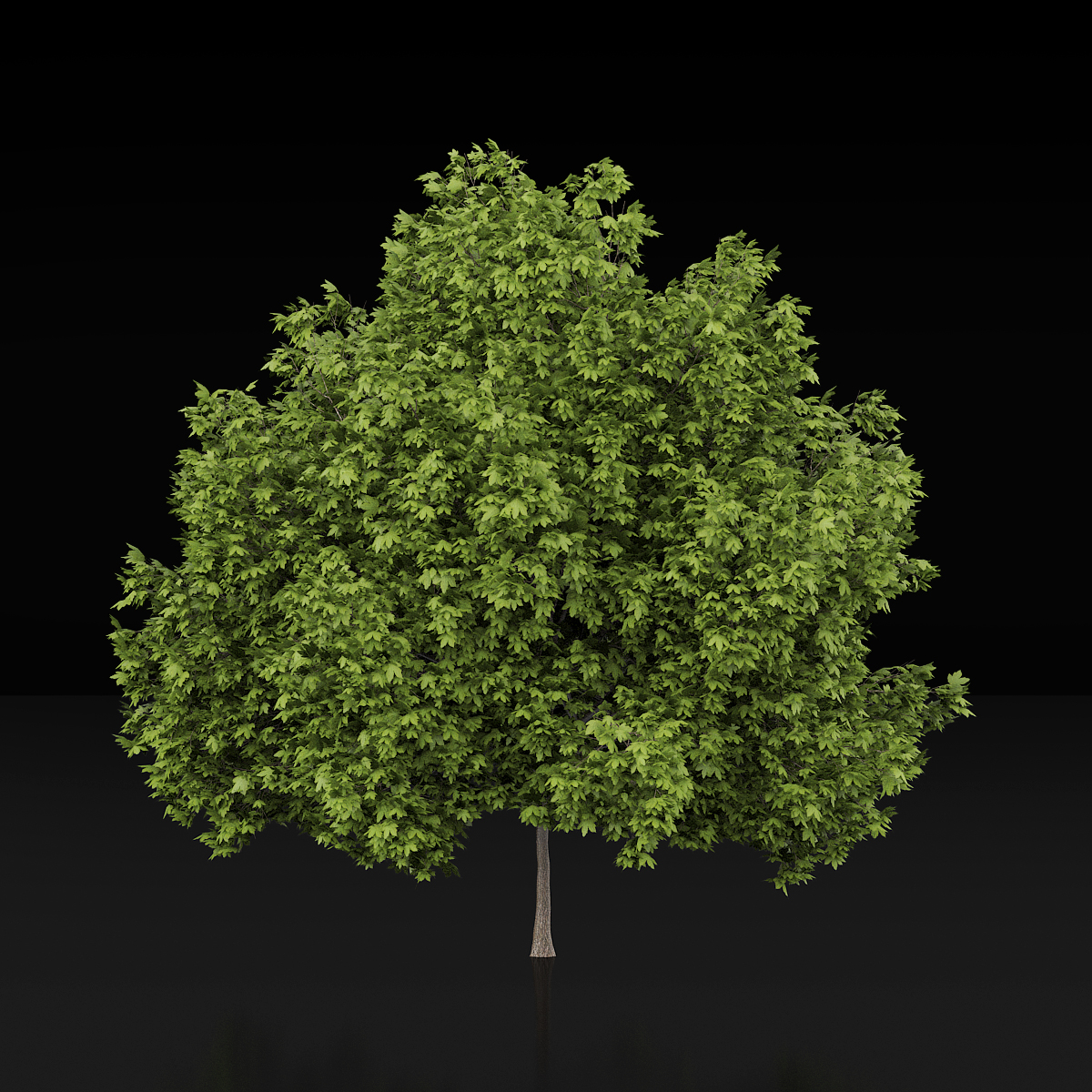 3d maple tree