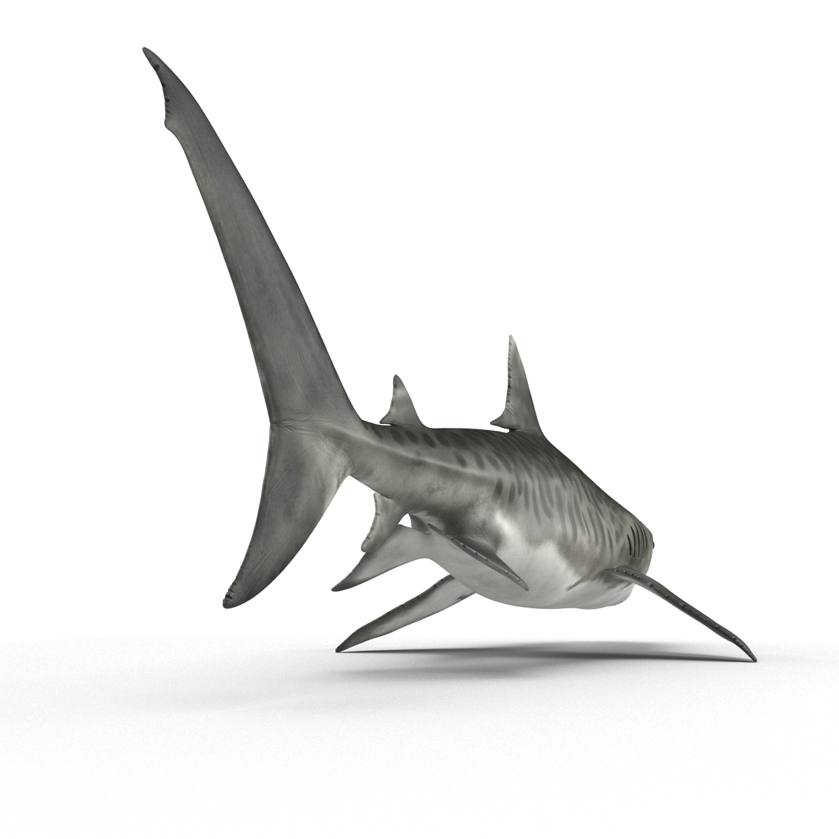 tiger shark,bull shark tiger shark