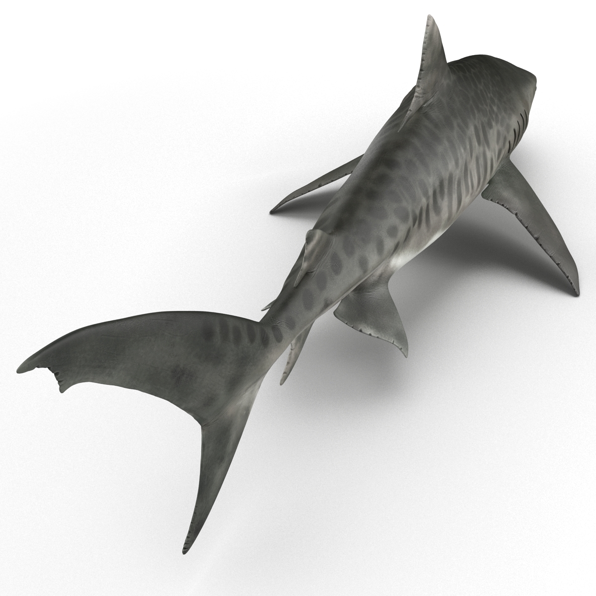 tiger shark