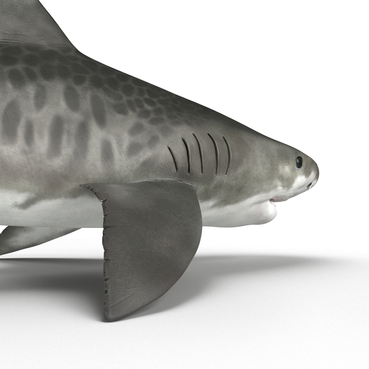 tiger shark