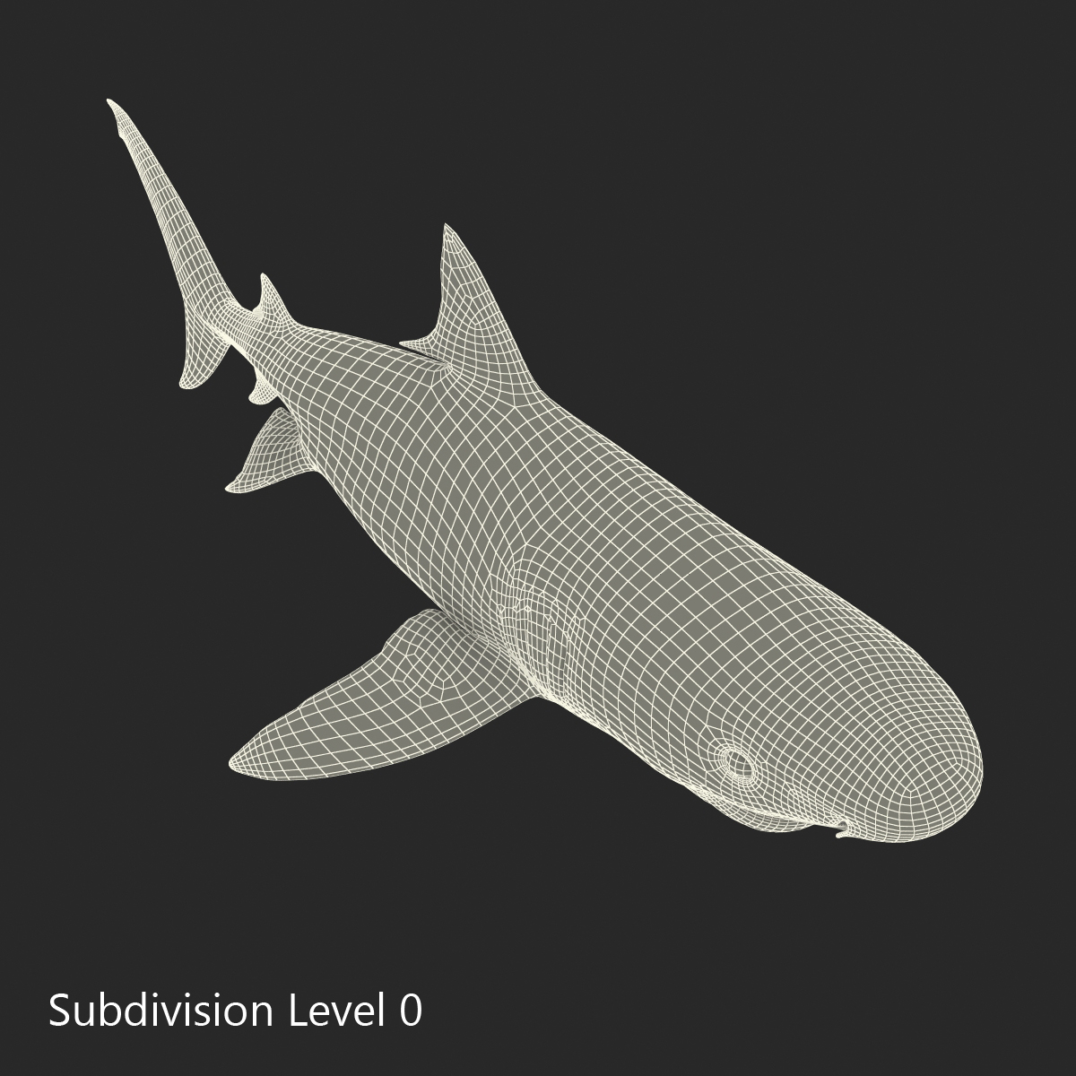 tiger shark