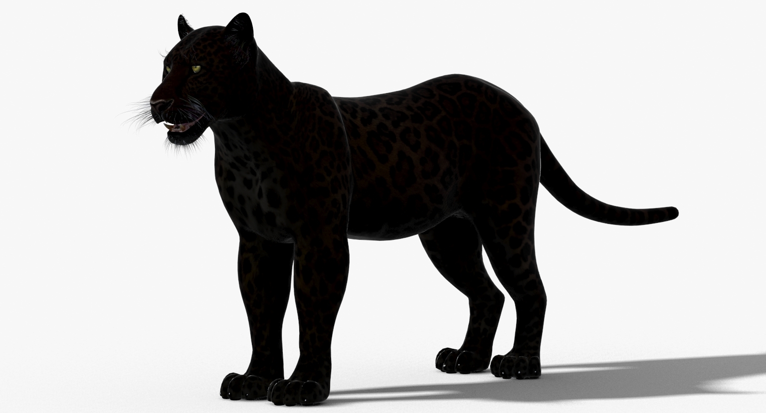 panther black animal 3d model