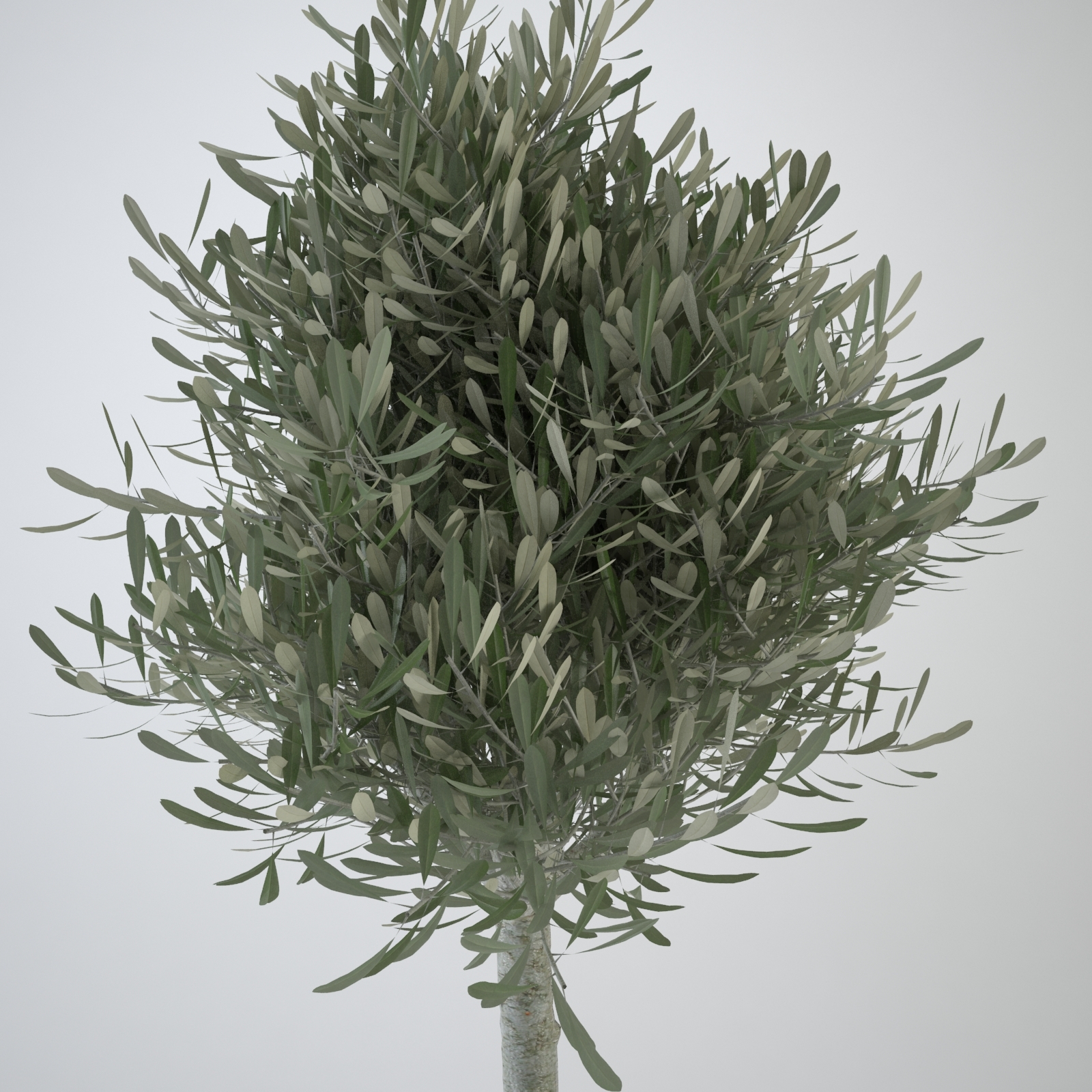 olive tree collection