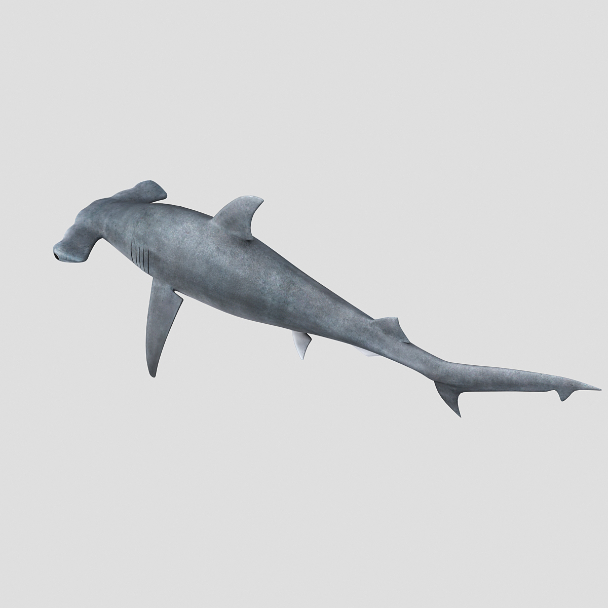 hammerhead shark,Mako shark hammerhead _shark