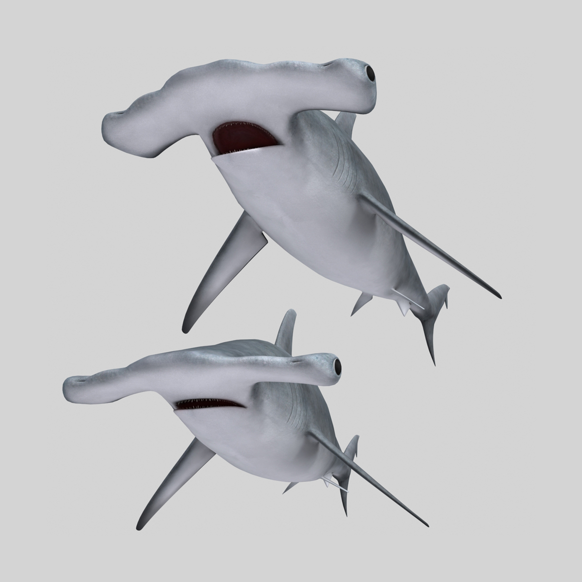 hammerhead shark,Mako shark hammerhead _shark