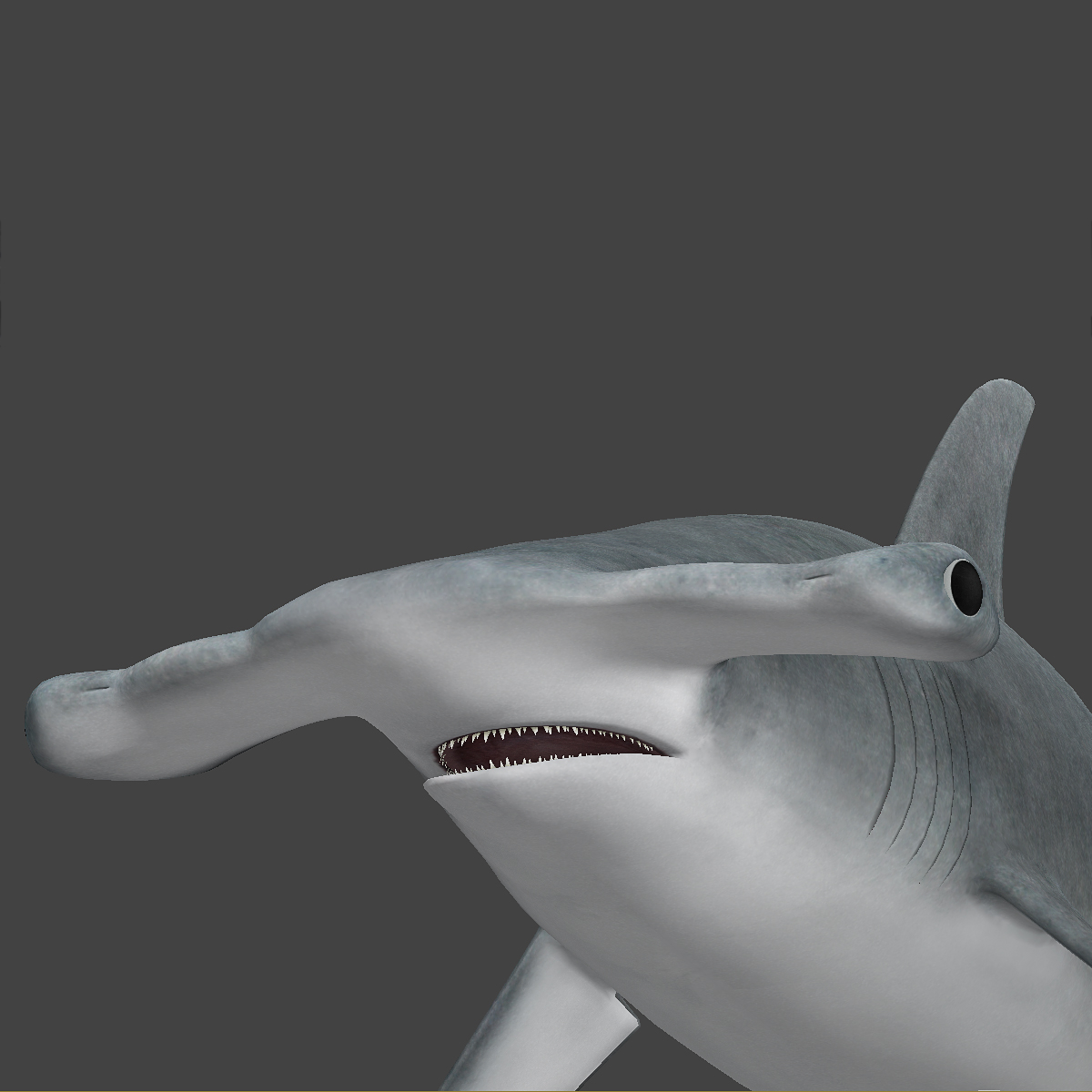 hammerhead shark,Mako shark hammerhead _shark