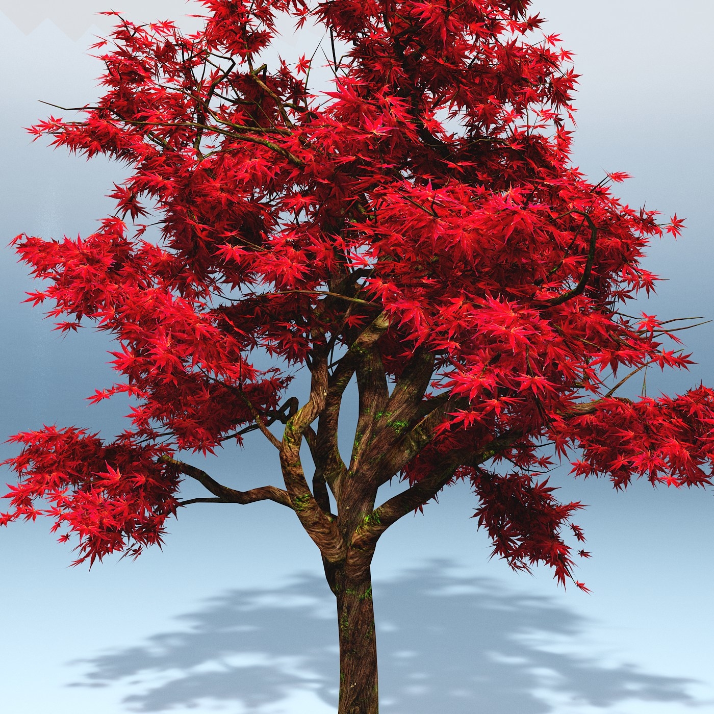 3d japanese maple tree