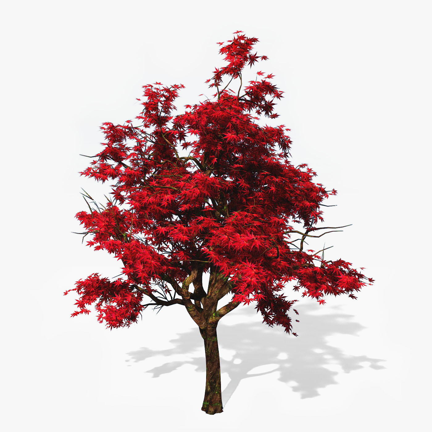 3d japanese maple tree