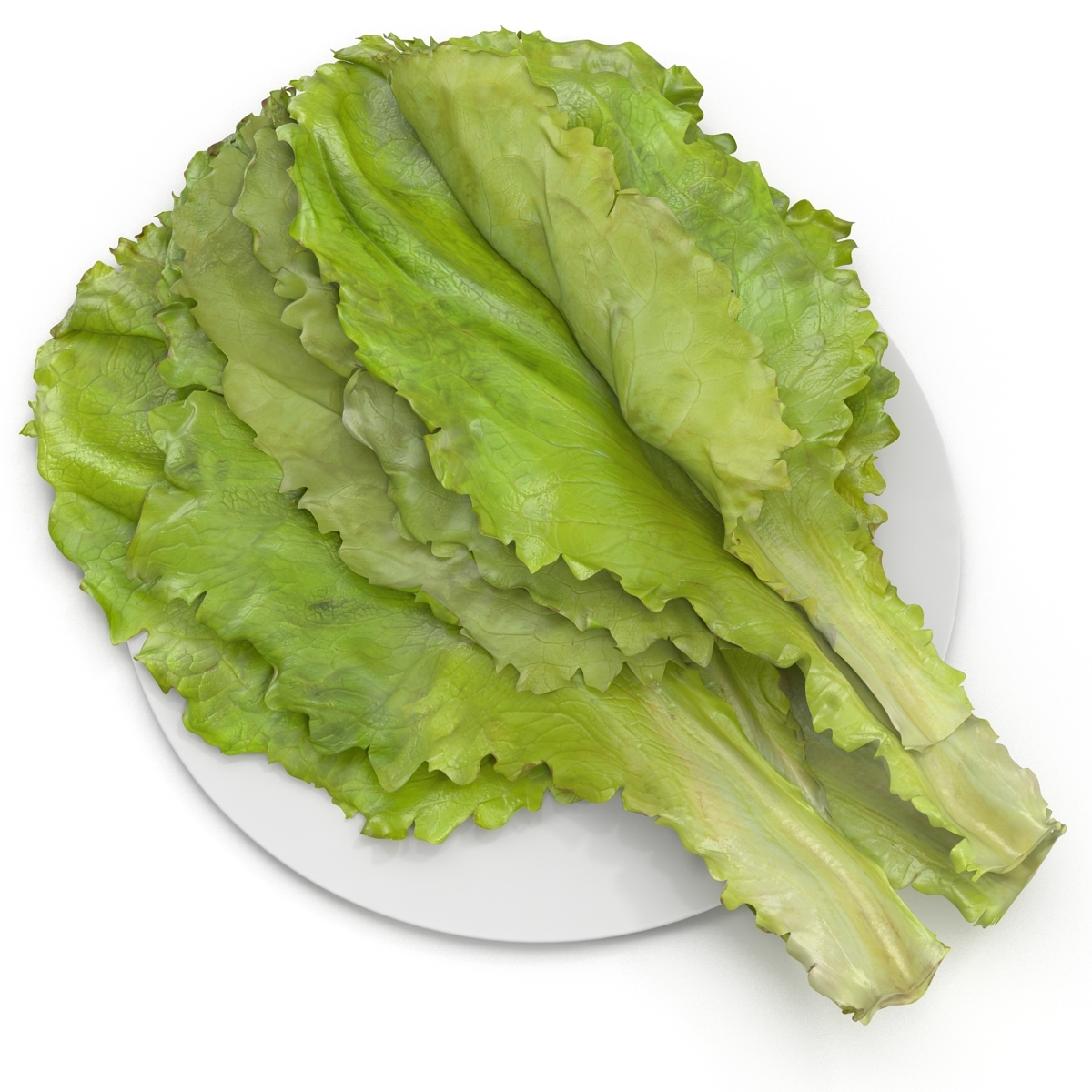 lettuce leaf pile 3d model