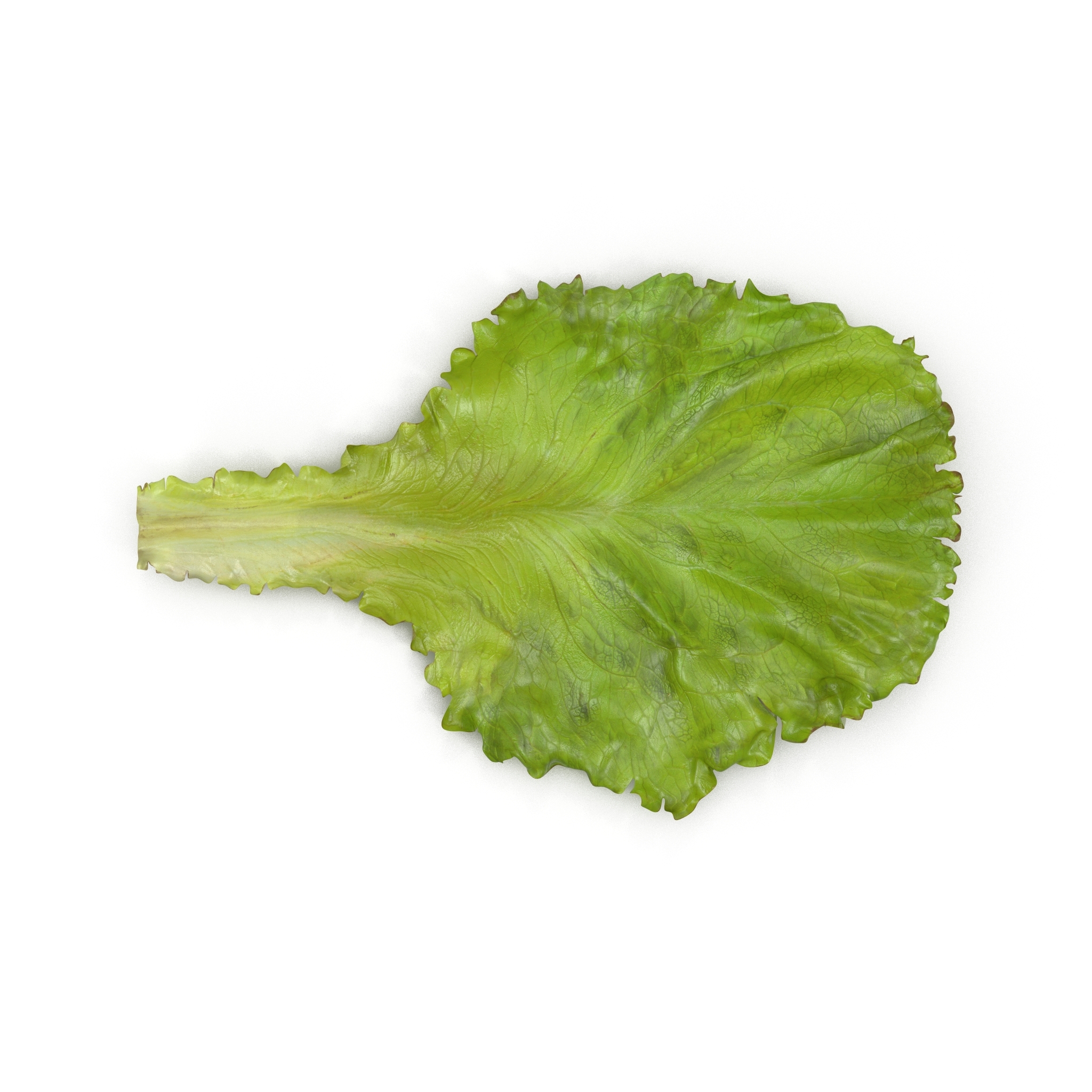 lettuce leaf pile 3d model