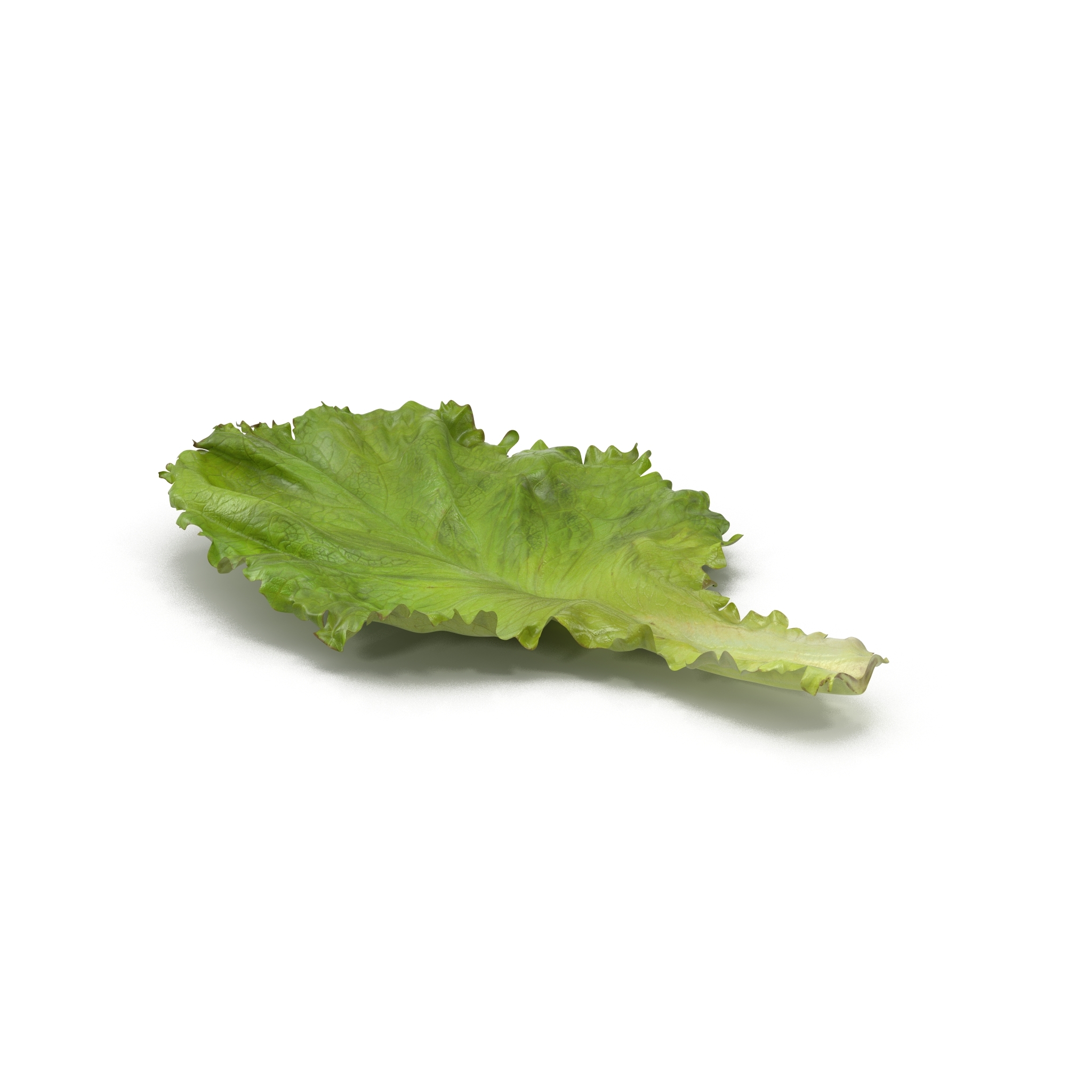 lettuce leaf pile 3d model