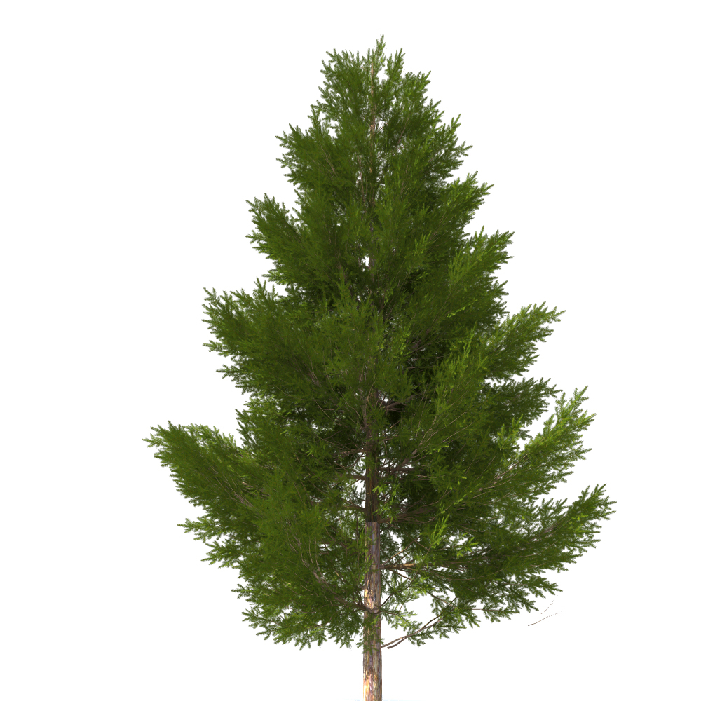 3d pine tree