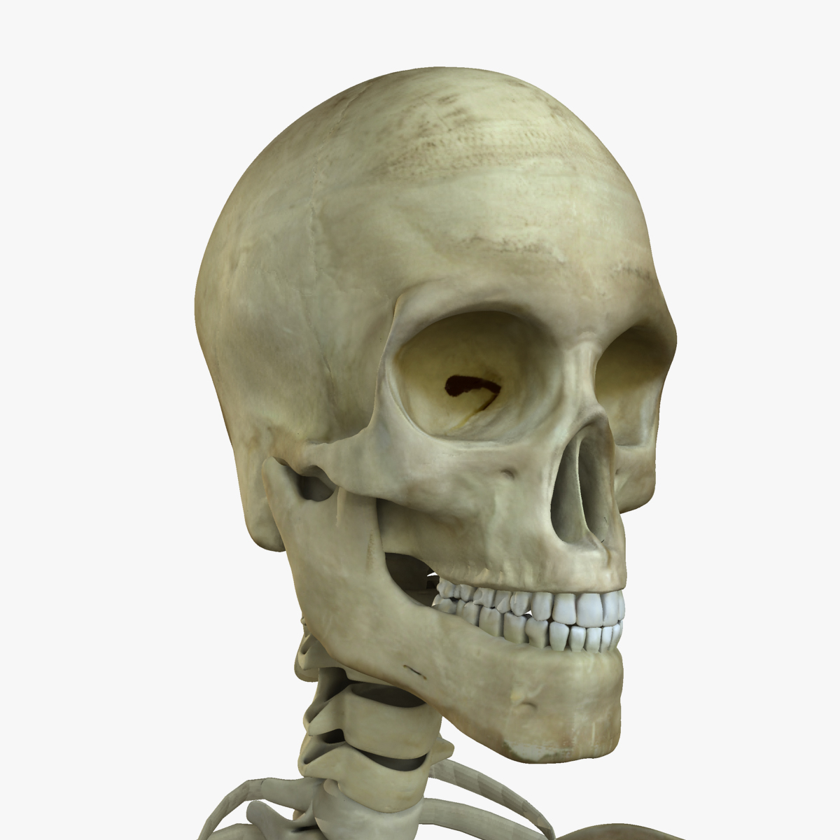 3d female human skeleton bone