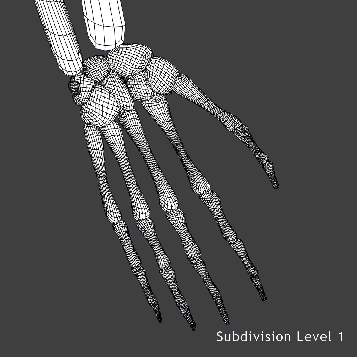 skeletonbone,skeletonsled 3d female human skeleton bone
