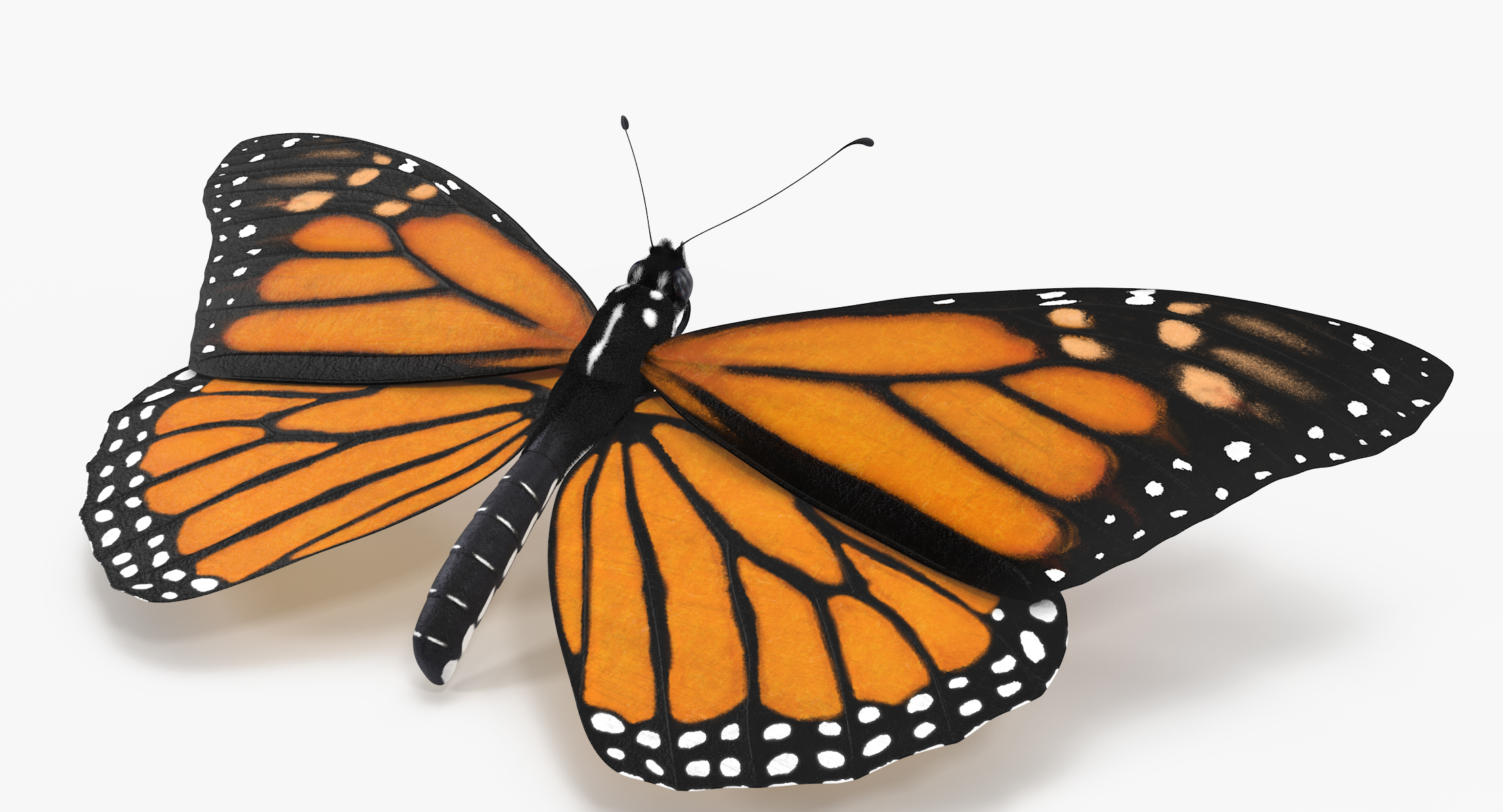 3d model monarch butterfly 03