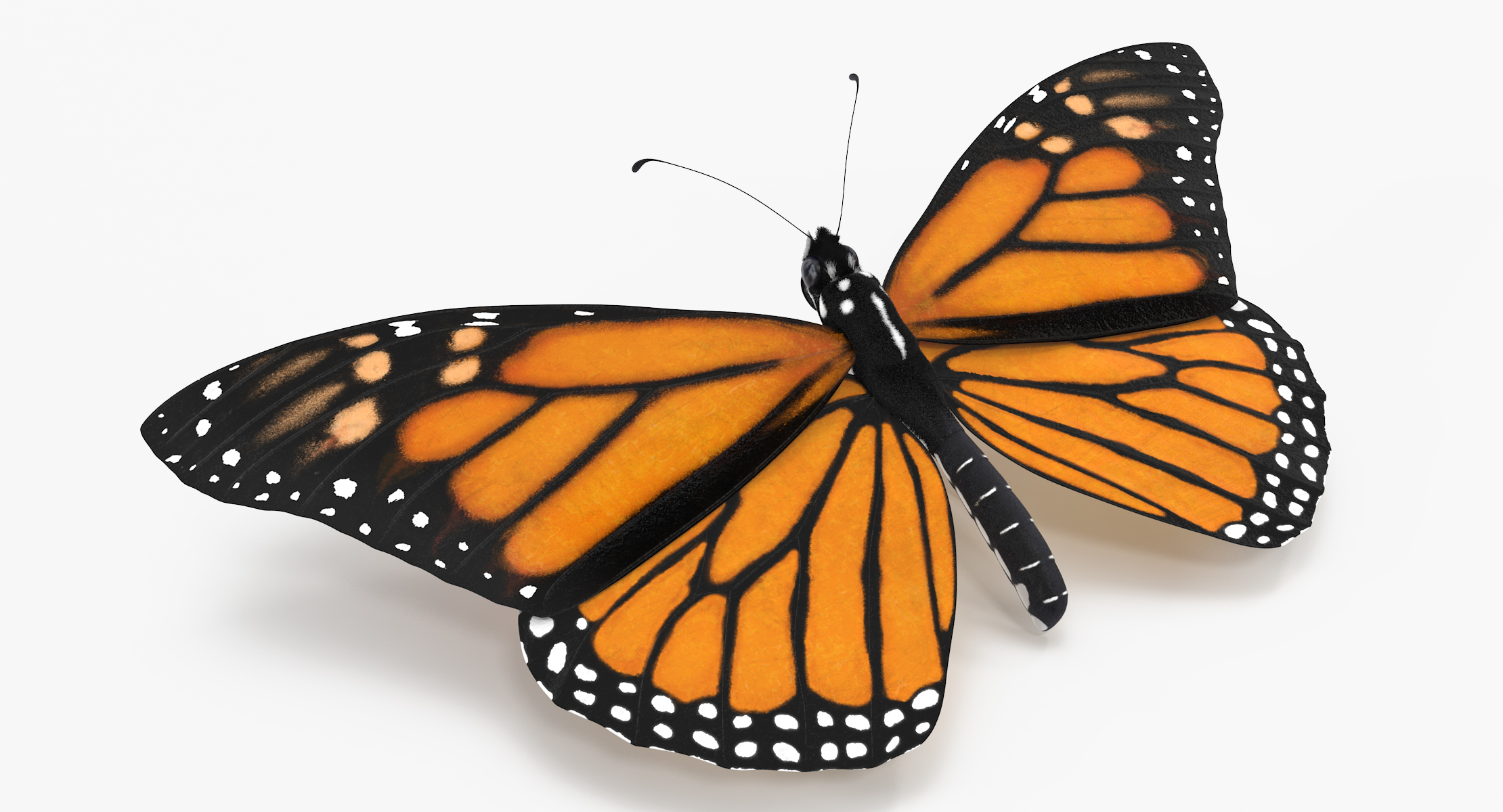 3d model monarch butterfly 03