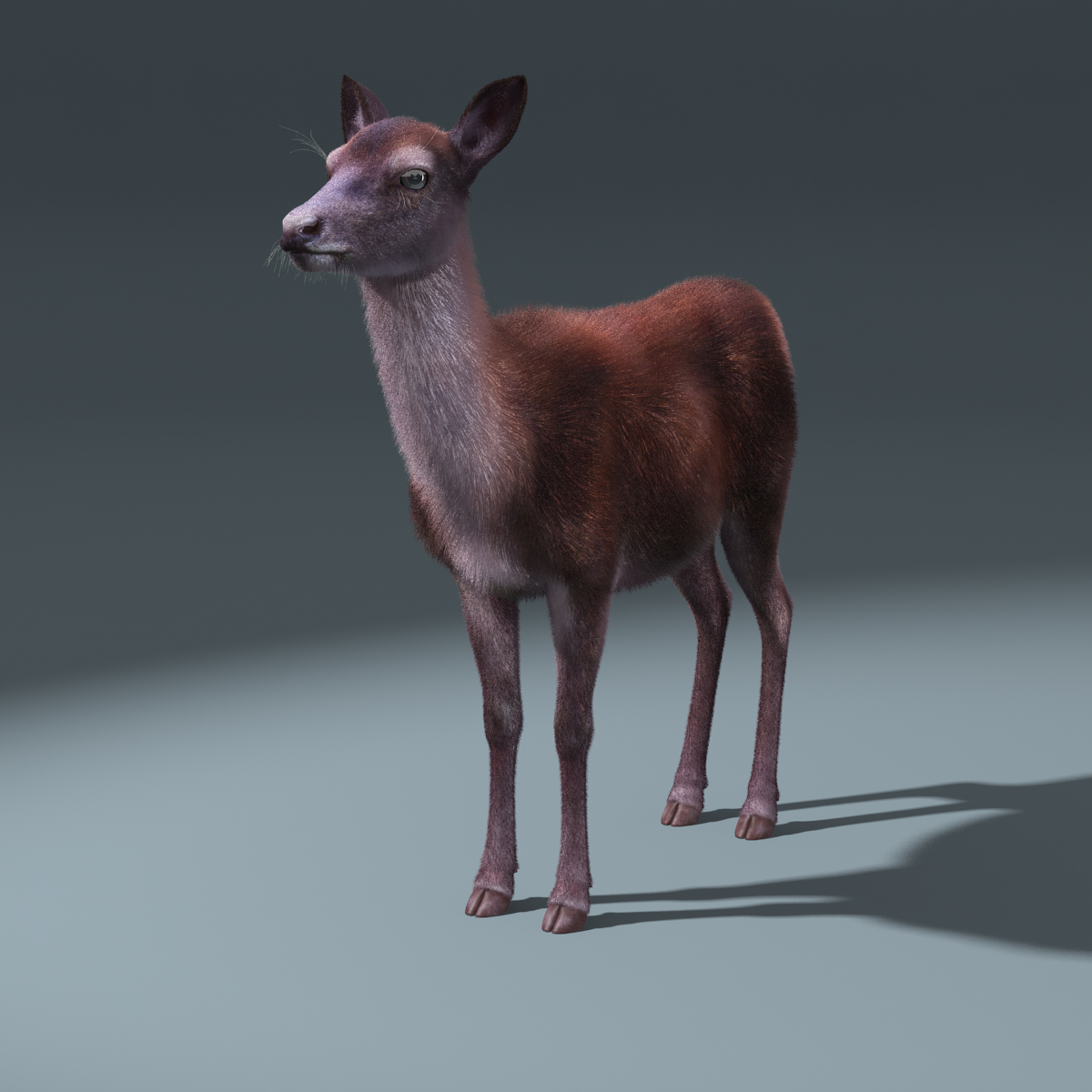 red deer doe(fur)(rigged)3d模型